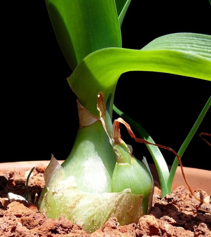 Индийский лук птицемлечник хвостатый