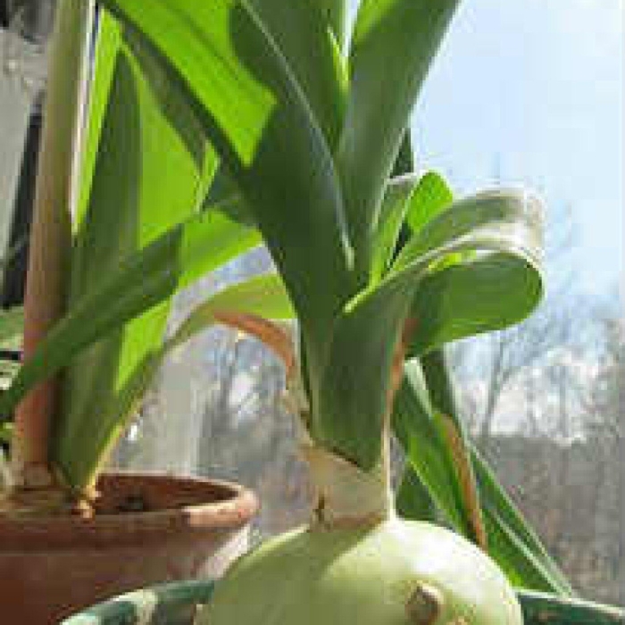 Индийский лук птицемлечник лечебный