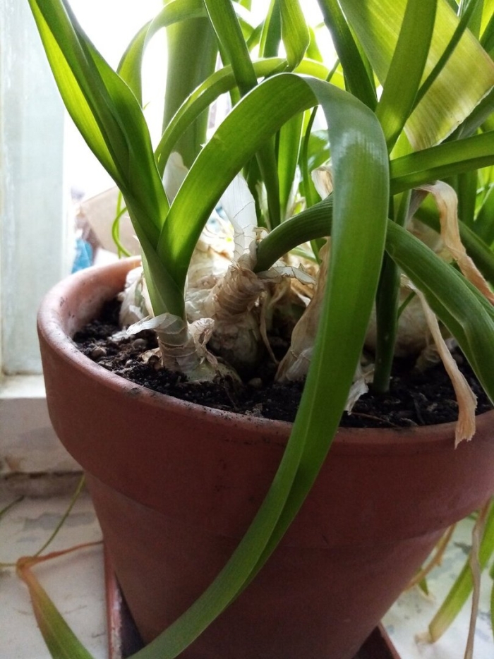 Индийский лук птицемлечник лечебный