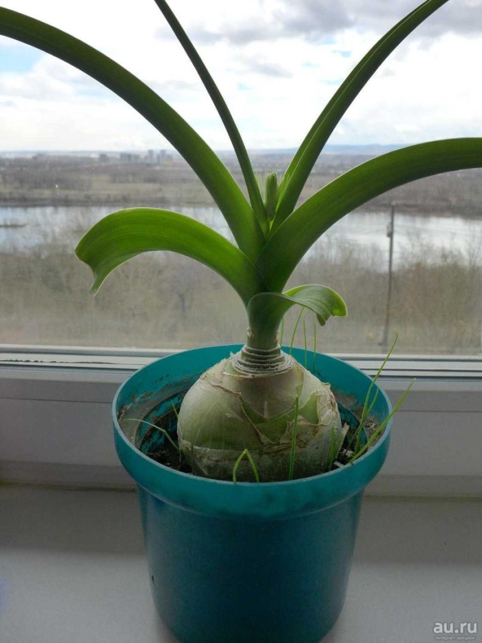 Индийский лук птицемлечник хвостатый