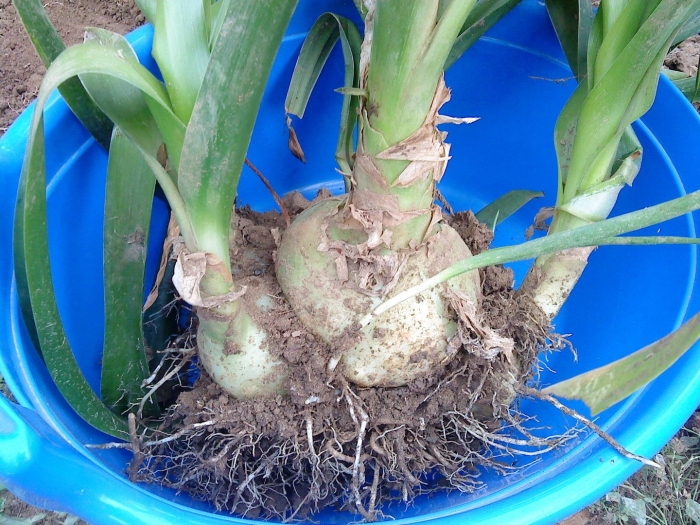 Индийский лук птицемлечник