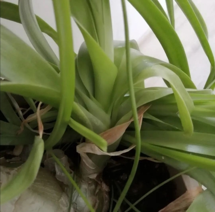 Индийский лук птицемлечник хвостатый