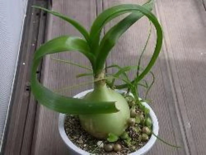 Индийский лук птицемлечник