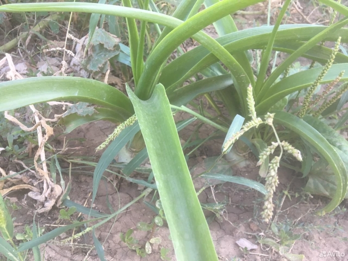 Растения семейства