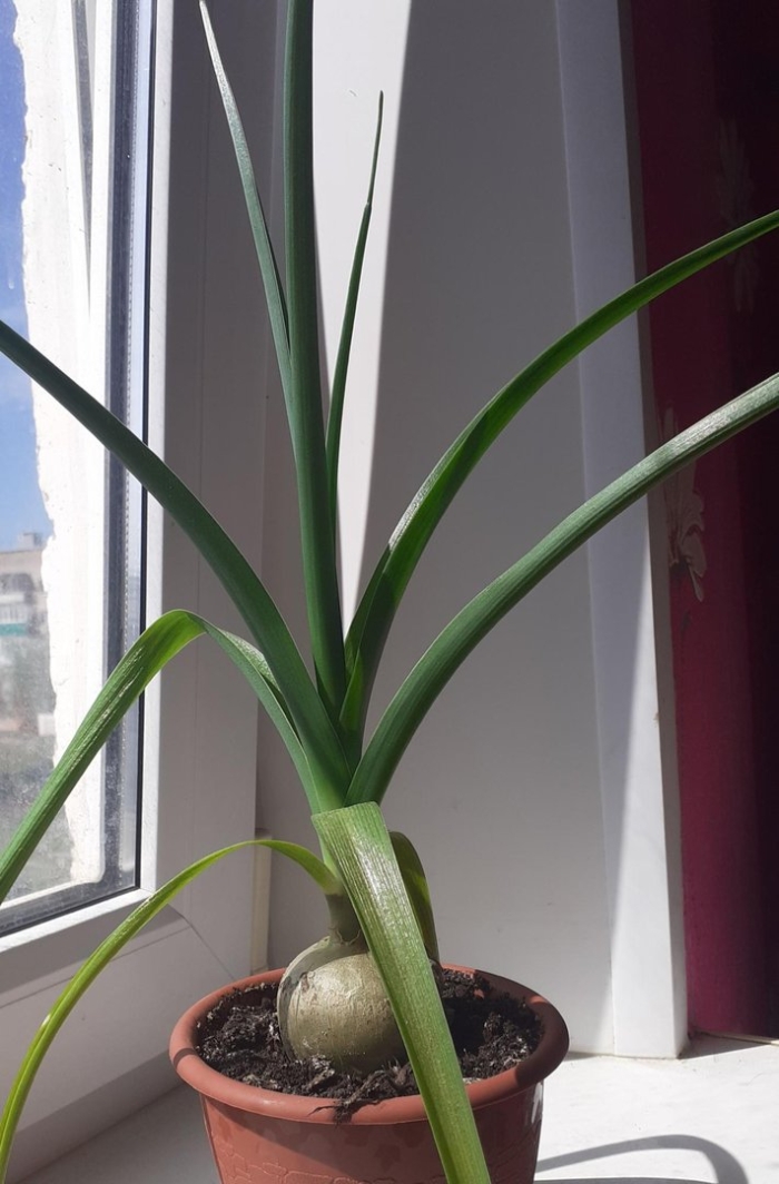 Индийский лук птицемлечник