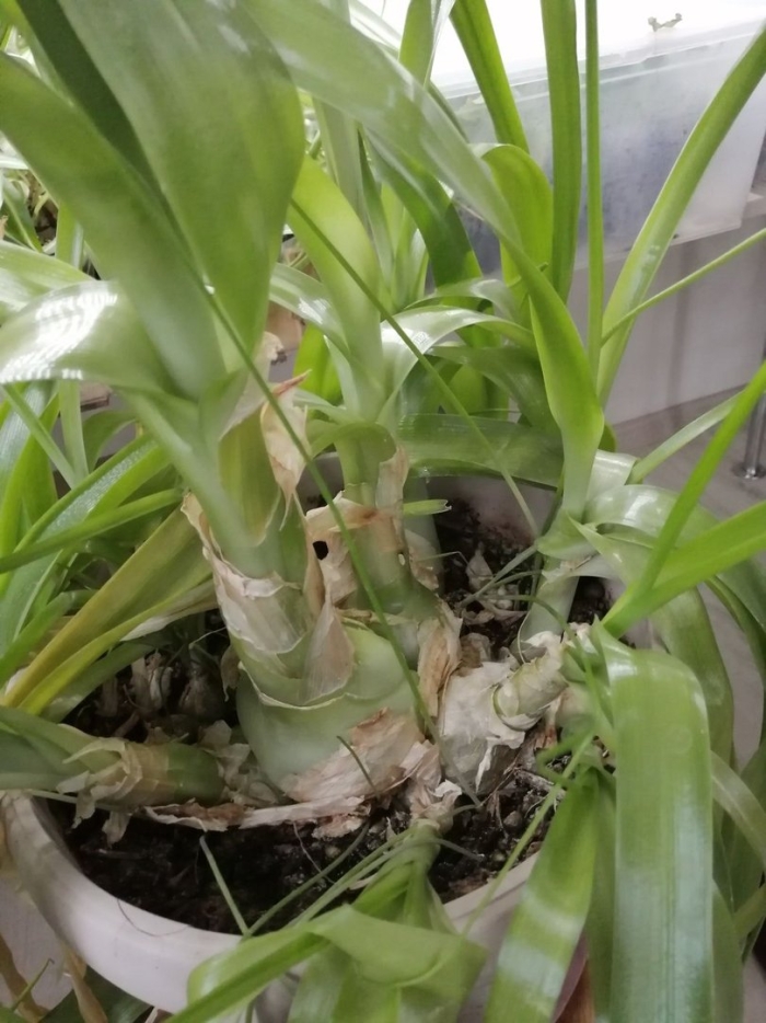 Юкка комнатная