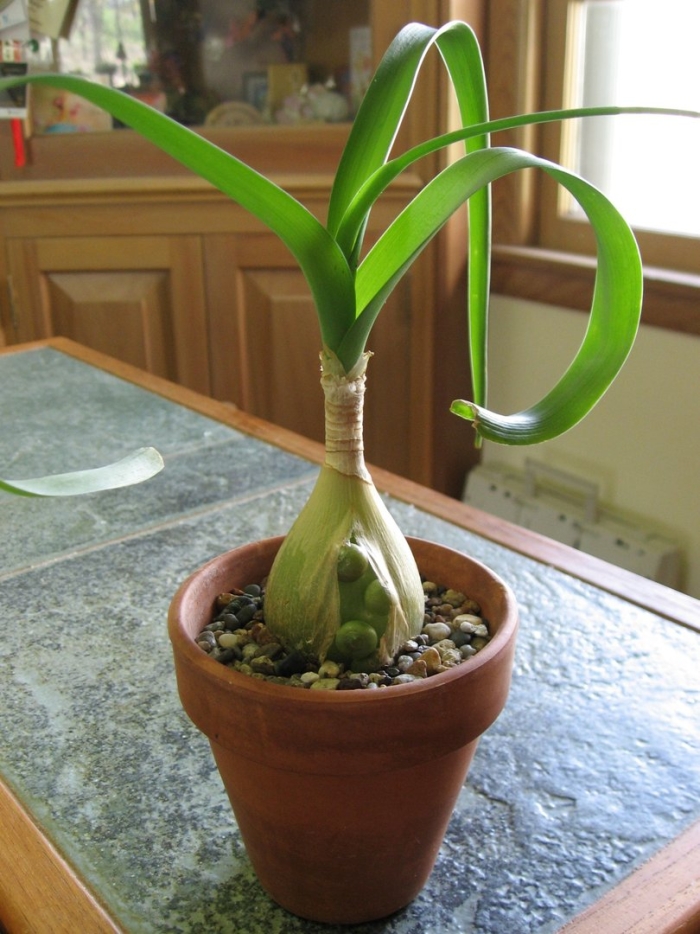 Индийский лук применение в домашних условиях