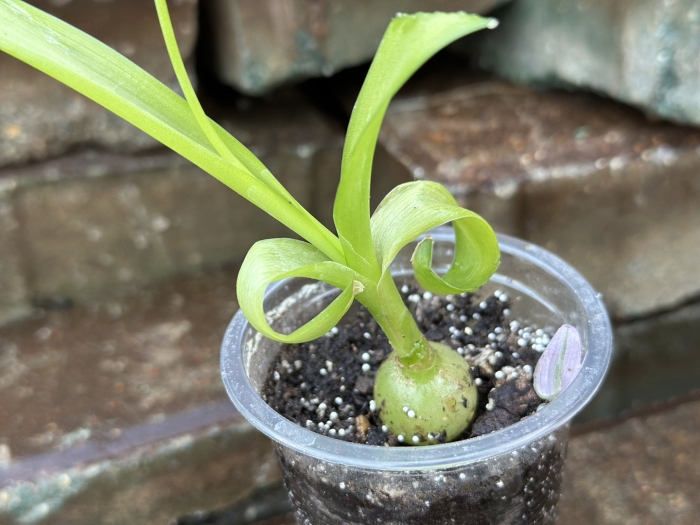 Индийский лук птицемлечник хвостатый