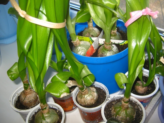 Цветок индийский лук