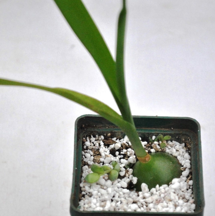 Индийский лук птицемлечник хвостатый