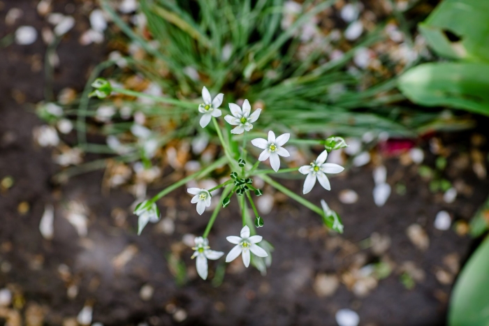 Птицемлечник зонтичный