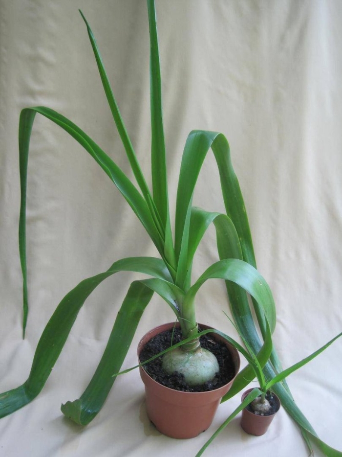 Индийский лук птицемлечник лечебный