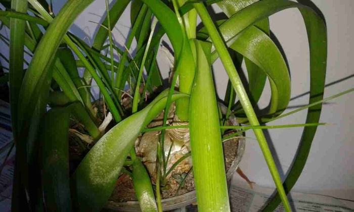 Индийский лук птицемлечник лечебный