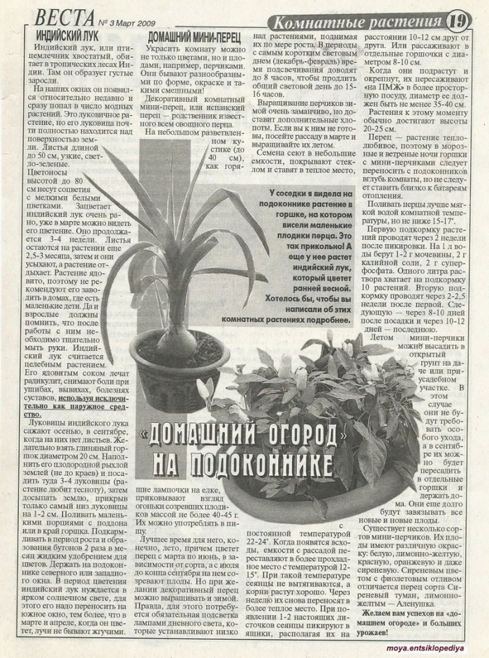 Комнатное растение