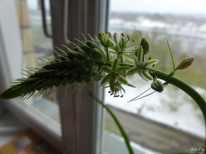 Индийский лук птицемлечник