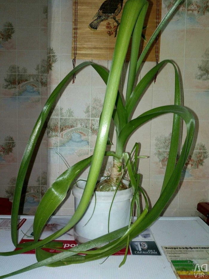 Индийский лук птицемлечник