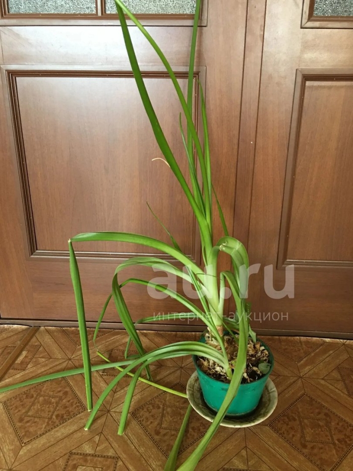 Индийский лук птицемлечник хвостатый