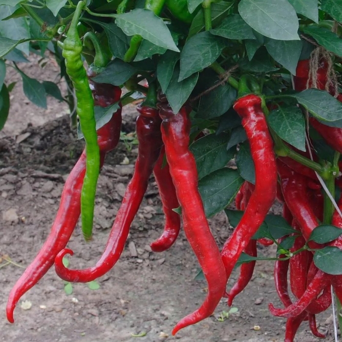Перец острый слоновий хобот