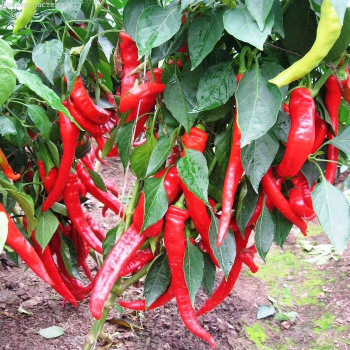 Перец острый чудо подмосковья