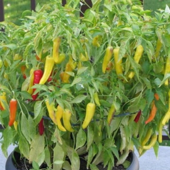 Перец венгерский желтый острый