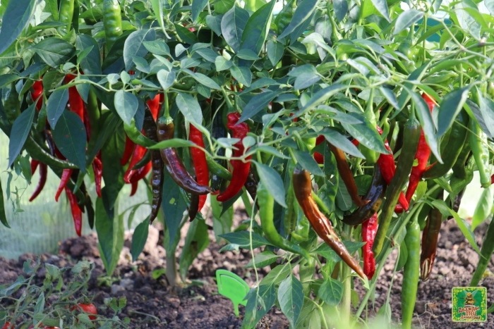 Перец стручковый