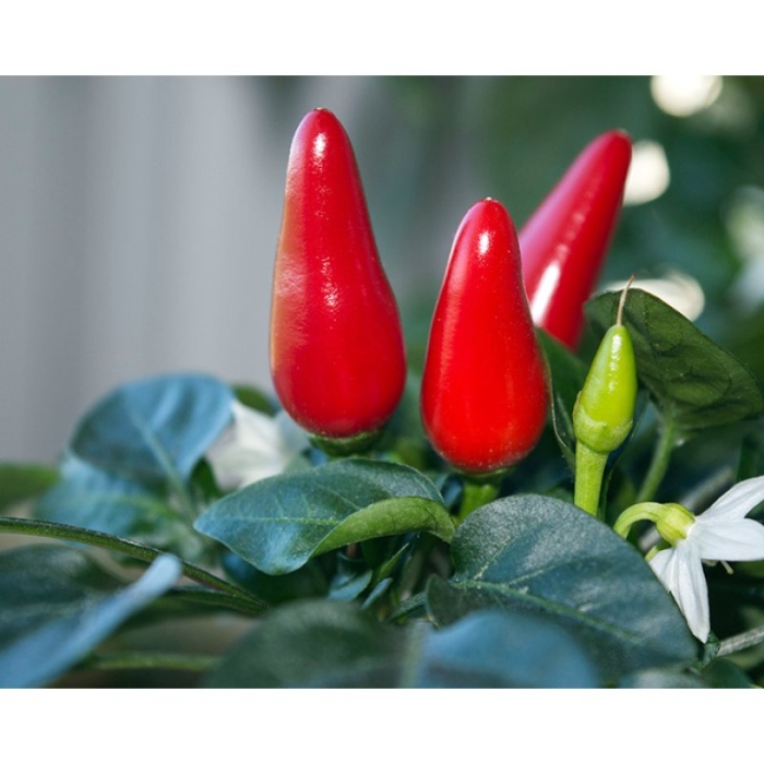 Ивонна перец острый