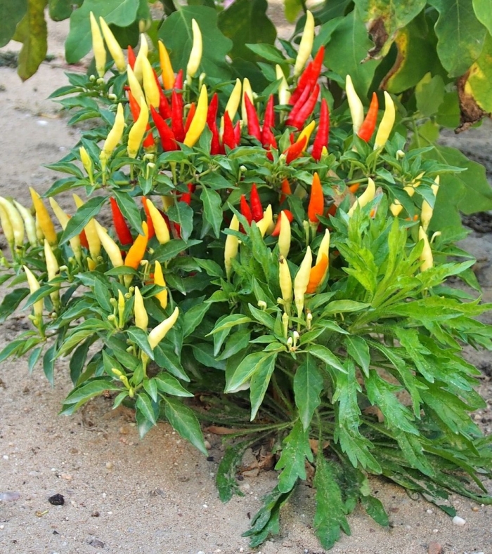 Острый перец табаско