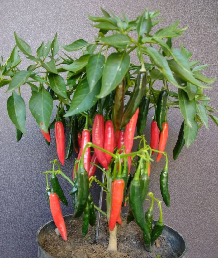 Перец острый ракита