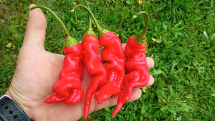 Острый перец sugar rush stripely