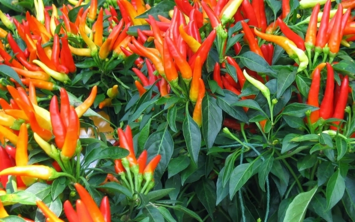 Острый перец сорта