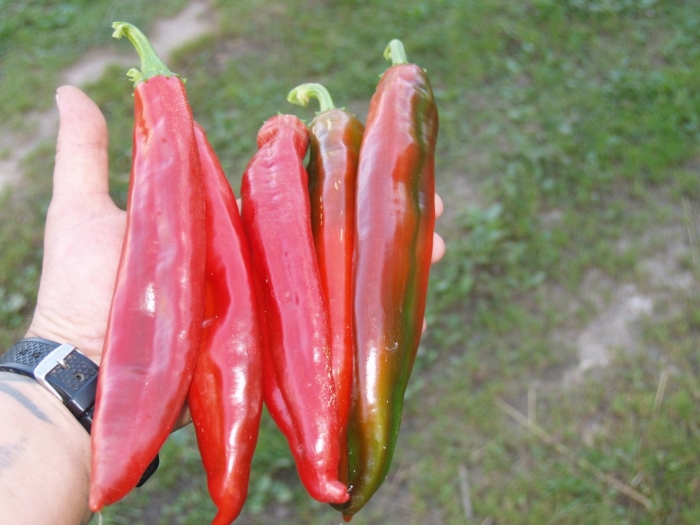 Перец сладкий маркони красный