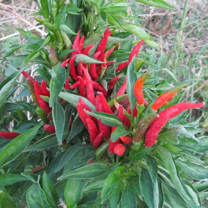 Красный перец острый