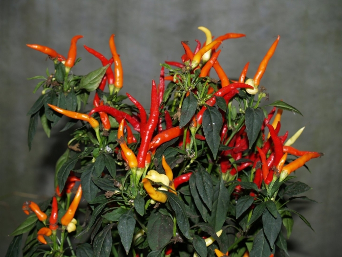 Комнатный острый перец