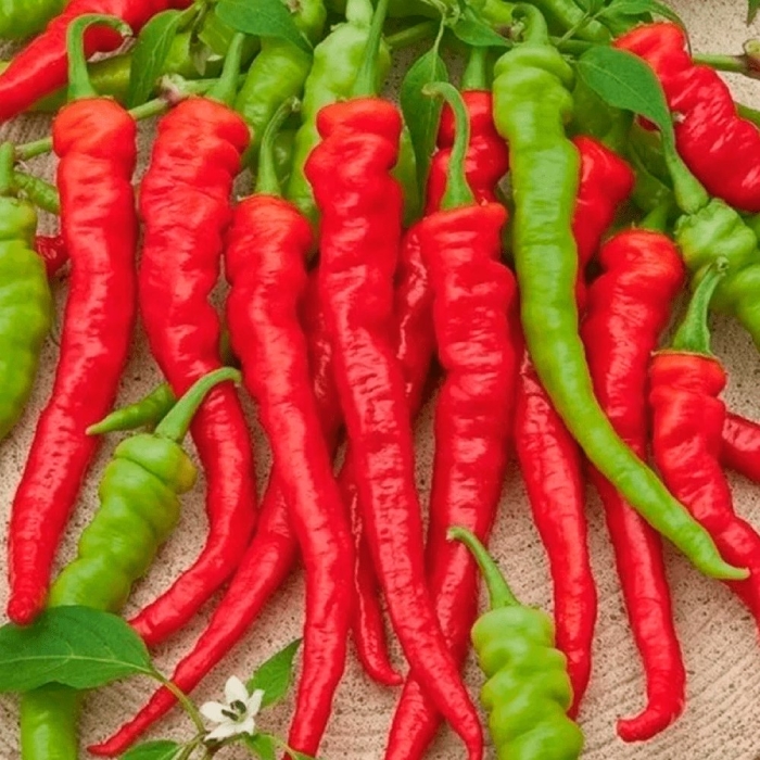 Перец острый бараний рог