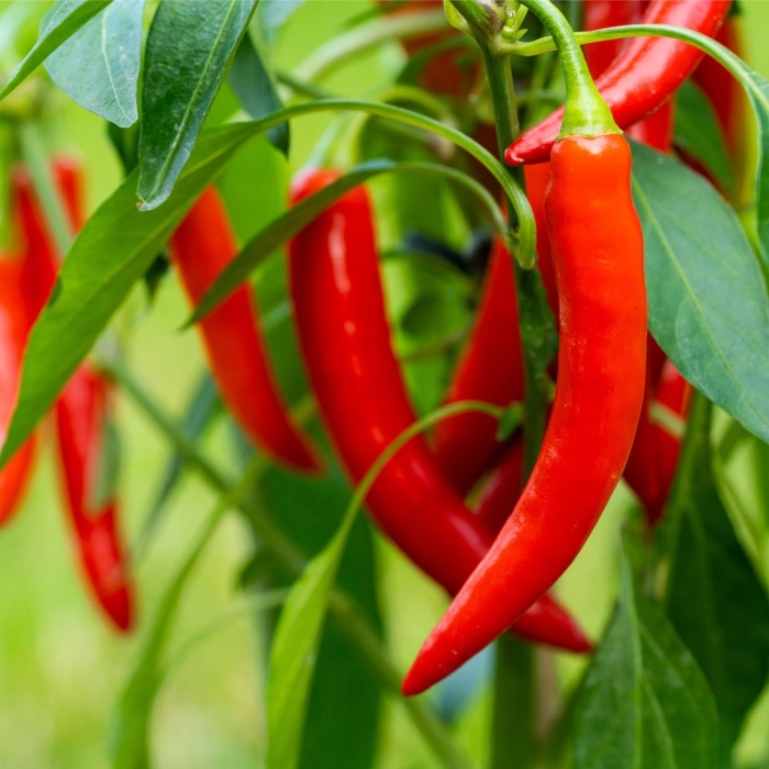 Стручковый перец