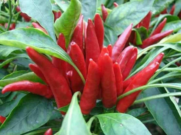 Перец табаско