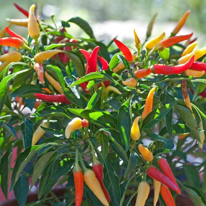 Перец острый кустарниковый