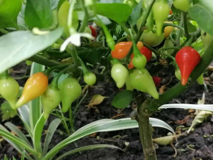 Cемена перца острого