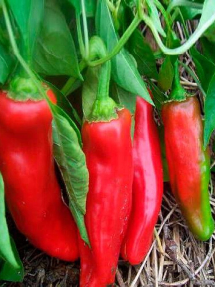 Перец пеперончино