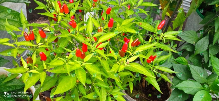 Перец острый калабрезе