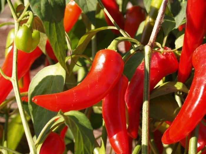 Перец пеперончино