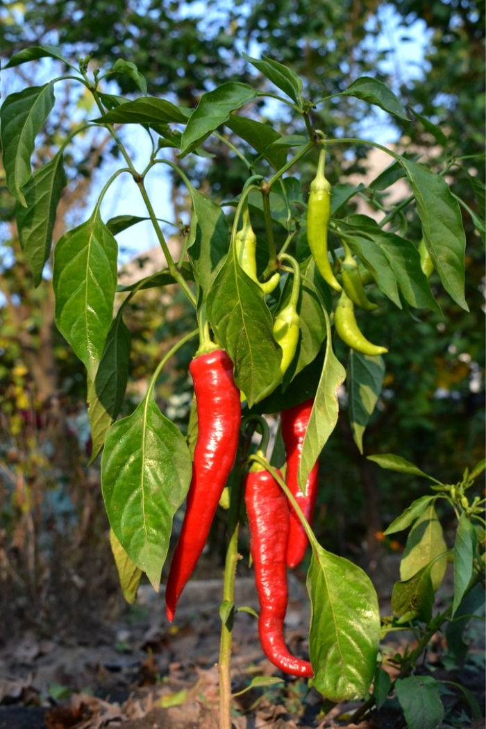 Перец эдвин f1 острый