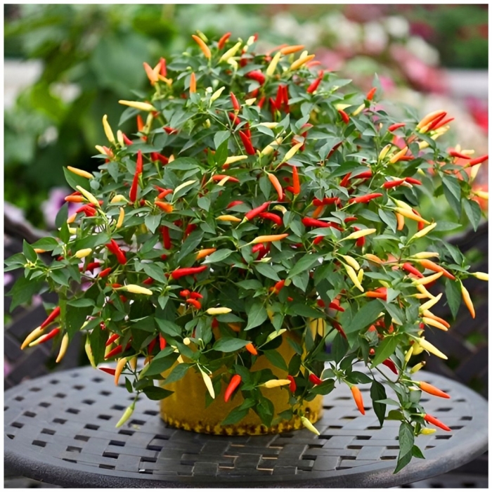 Перец комнатный острый