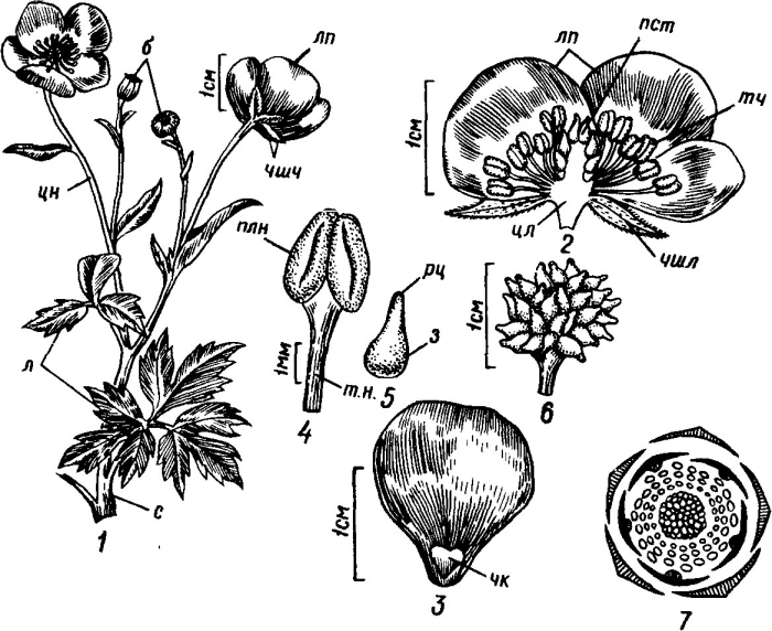 Генеративные органы лютика едкого