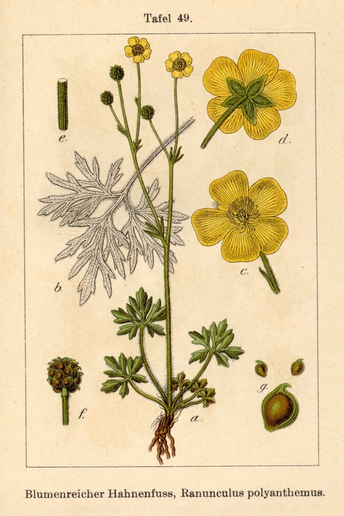 Лютик многоцветковый (ranunculus polyanthemos)