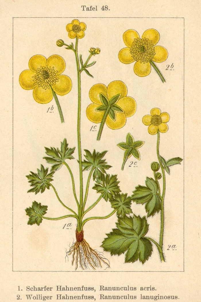 Ranunculus lanuginosus