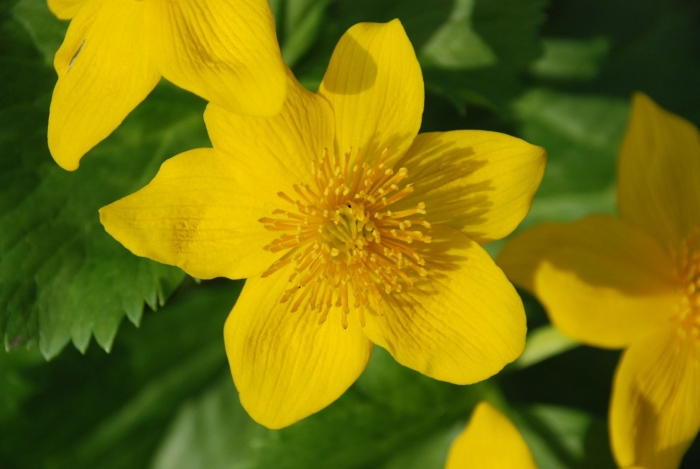 Лютиковые калужница