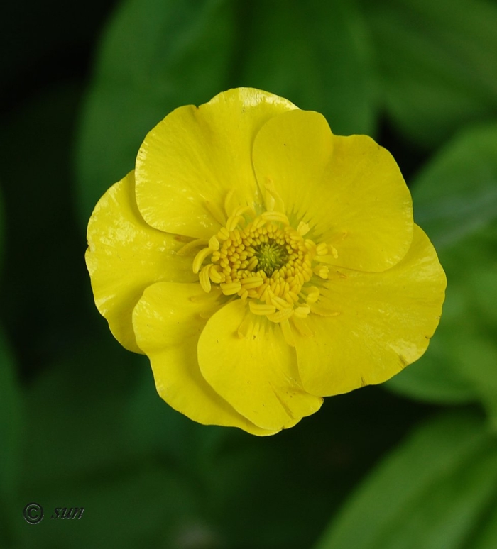 Лютик семейство