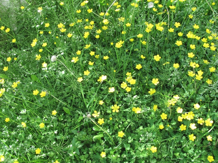 Ranunculus repens l