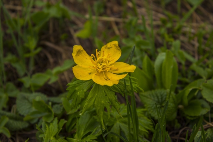 Trollius ranunculinus